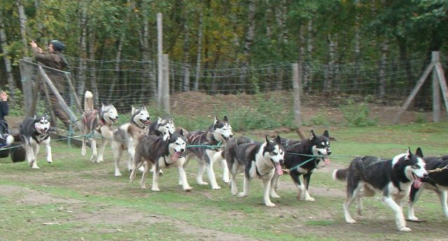 Huskyakademie für Kids und Teens