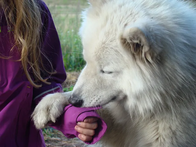 Huskyerlebniswelt 